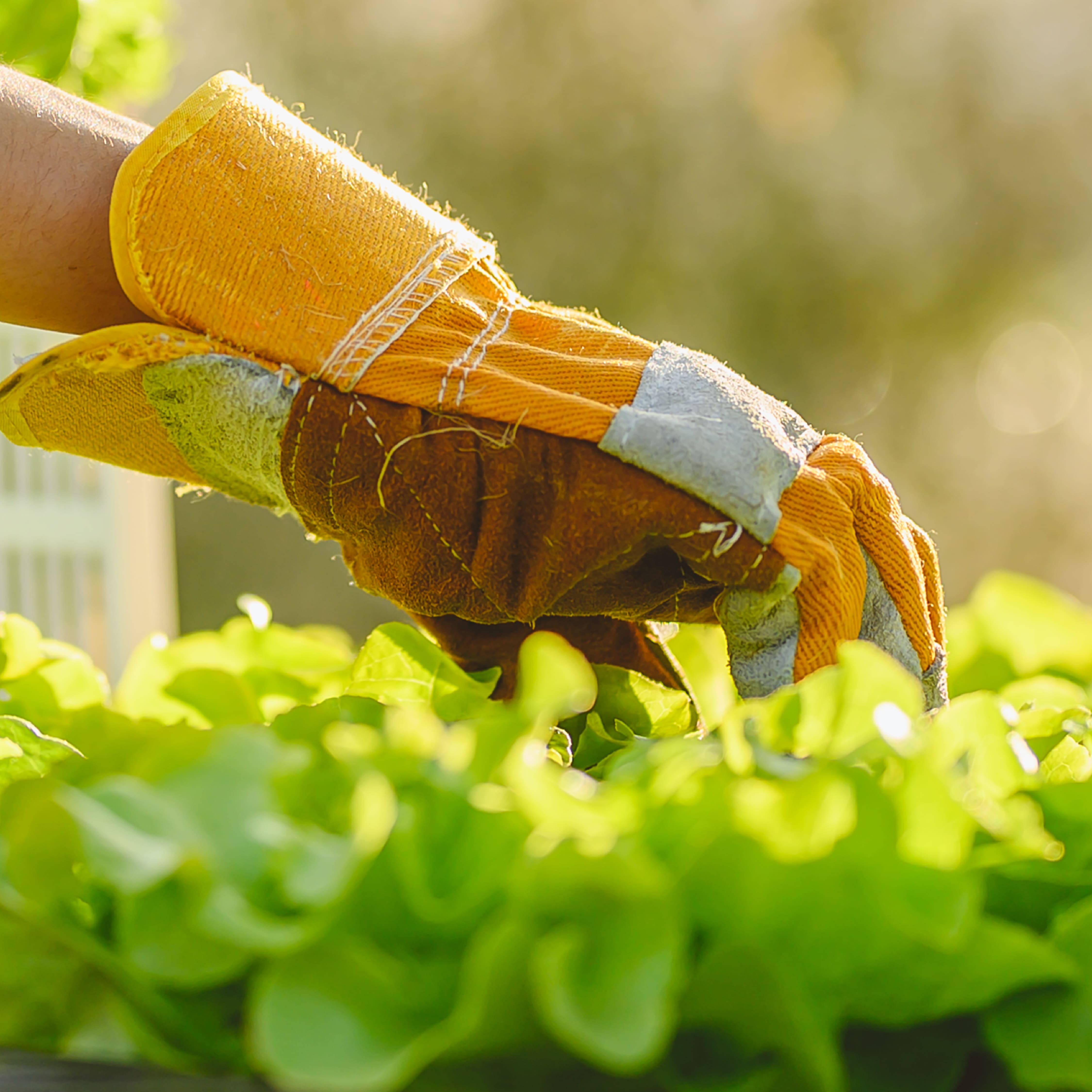 الانتقاء في المزرعة