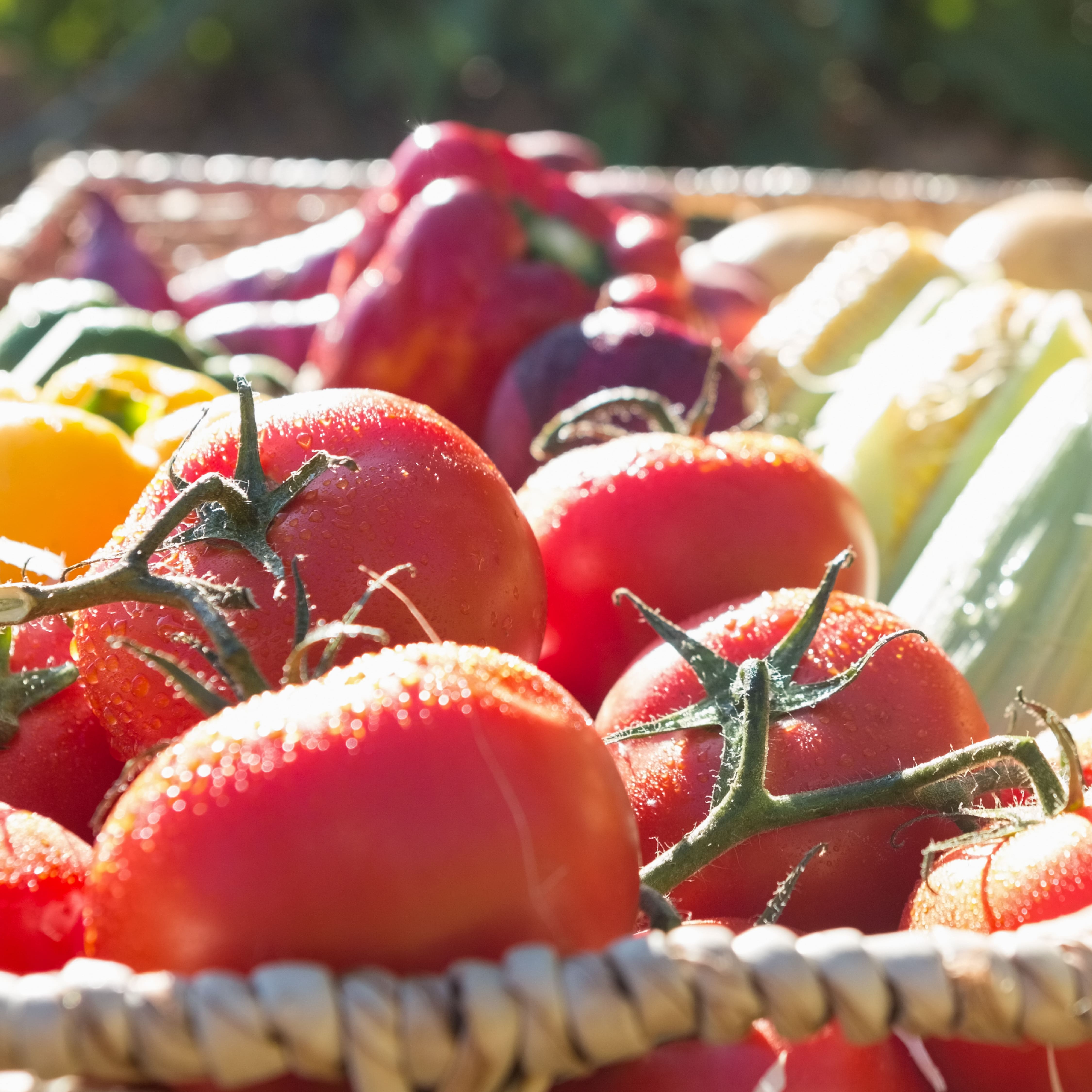 الفرز والجودة